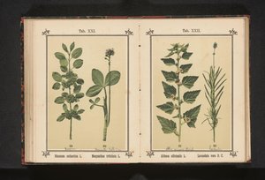 Wedgedoorn og vanntørke blader Rhamnus cathartica L. Menyanthes trifoliata L. (tittel på objekt) av Anonymous
