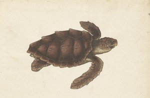 Zeeschildpad Tortugas - Eretmochelys imbricata / Hawksbill Turtle / karetschildpad (tittel på objekt) Lombard-album (serietittel) av Anonymous