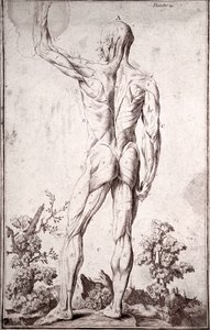 Anatomisk studie av det menneskelige muskelsystemet (gravering av Anonymous Anonymous