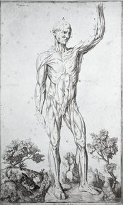 Anatomisk studie av det menneskelige muskelsystemet (gravering av Anonymous Anonymous