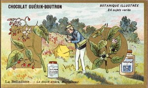 Belladonna: den søte bitre, medisin. Gravering (kromo). Reklamekromolitografi for Guerin-Boutron-sjokolade, sent på 1800-tallet. Illustree Botanical Series. av Anonymous Anonymous