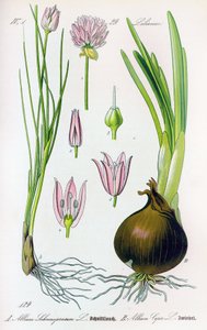 Botanisk bord: Allium schoenoprasum (gressløk) og allium cepa (løk). Plate 29. Privat samling av Anonymous Anonymous