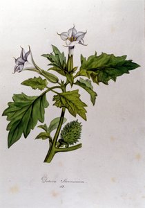 Botanisk bord: Datura Stramonium (Datura stramoine eller stramoine officinale). Gravering i "Flora Monacensis" av Franz von Paula Schrank (1747-1835), tysk naturforsker, Monaco 1816. av Anonymous Anonymous