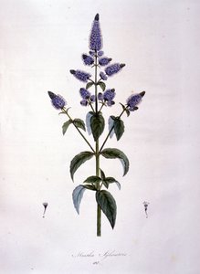 Botanisk bord: villmynte (mentha sylvestris). 1800-talls gravering. av Anonymous Anonymous