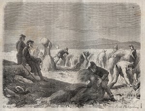 Høste styrker ved fengselet til Belle-Ile-en-Mer (vakker øy til sjøs) på 1800-tallet. Gravering i «Fangernes historie fra deres skapelse til i dag» (1877) av Pierre Zaccone (1817-1895) (Colonia Penale - Straffekoloni). Privat samling. av Anonymous Anonymous