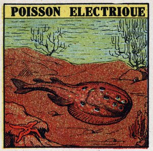 Physiological effects of electricite: electric fish. Anonymous illustration from 1925. Private collection. av Anonymous Anonymous