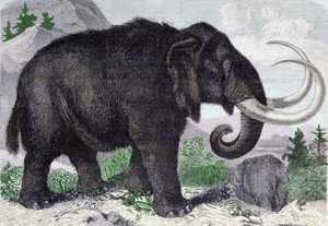 Representasjon av en mammut. Rekonstituert etter oppdagelsene av Adams, et medlem av St. Petersburg Academy. Gravering fra 1867. . av Anonymous Anonymous