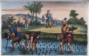 Risplantasjen, Kina (la ris) - gravering fra "" skikker og tradisjoner til alle folkeslag i universet. Det vil si historien om regjeringen, lovene, militsen, om religionen til alle nasjoner fra de fjerneste tider til i dag "1856 av Anonymous Anonymous