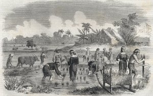 Risdyrking i Manila (Manilla) på Filippinene i 1864. (Planting av ris i Manilla) Anonym gravering. Privat samling. av Anonymous Anonymous