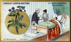 Den borage, diaphoretic. Gravering (kromo). Reklamekromolitografi for Guerin-Boutron-sjokolade, sent på 1800-tallet. Illustree Botanical Series. av Anonymous Anonymous
