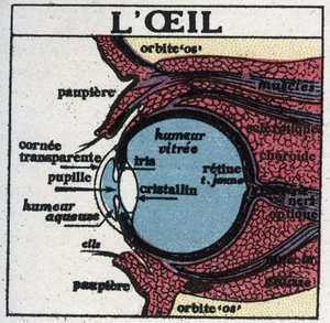 The eye: cross section of a human eye. Anonymous illustration from 1925. Private collection. av Anonymous Anonymous