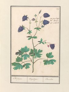 Akelei (Aquilegia) Akeleijen. / Aquilegia. / Aucolied (tittel på objekt) av Anselmus Boëtius de Boodt