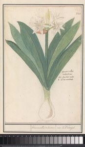 Amaryllis (Hippeastrum) heromocallis Valentina / iris fra Portugal (tittel på objekt) av Anselmus Boëtius de Boodt