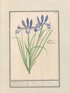 Blå iris (Iris sibirica) Duftende iris. portugisisk. / iris. /iris. (tittel på objekt) av Anselmus Boëtius de Boodt