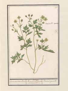 Smørblomst (Ranunculus) Arter av ranunkel / Ranunculi palustris Arter. / Bacinet genoille. (tittel på objekt)