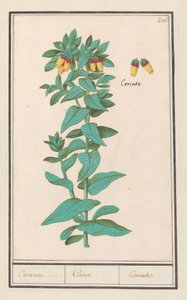 Cerinthe (Cerinthe major) Krav. / Krav. / Krav. (tittel på objekt)