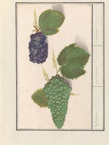 Druif (Vitis vinifera) Druijven. / uva Vulgaris. / Rosiner (tittel på objekt) av Anselmus Boëtius de Boodt