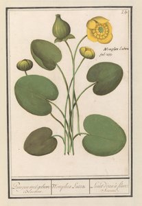 Gul diskett (Nuphar lutea) Pumper med gule blomster. / Nimphea Lutea. / Lunet d