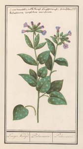 Flekk lungeurt (Pulmonaria officinalis) Lengre krydder. / Pulmonaria. / Lunge. (tittel på objekt)