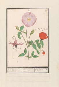 Hundetann (Erythronium), villrose (Rosa) og en valmue (valmue) 1. Bare Bosch rose. 2. hundestativ. 3. Kankel Bloeme. / 1. Rosa Silvestris. 2. Dens Canisus 3. Poppy Rheas. / 1. Rose de bois gratte cul 2. Dent de Chien. 3. Pavot. (tittel på objekt) av Anselmus Boëtius de Boodt