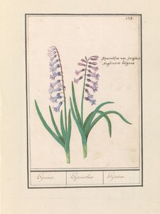 Hyasint (Hyacinthus orientalis) Hyasint. / Hyacinthus / Hijacinte (tittel på objekt)