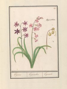 Hyacint (Hyacinthus orientalis) Hijacin / Hyacinthus / Hyacinth (tittel på objekt) av Anselmus Boëtius de Boodt