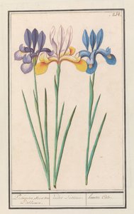 Iris (Iris siberica) portugisisk, som van Lisbloemen. / irider Lusitanae. / hemero Cale. (tittel på objekt) av Anselmus Boëtius de Boodt