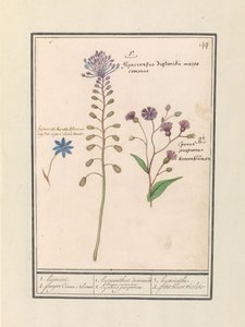 Kuifhyacint (Muscari comosum) en korenbloem (Centaurie) 1. Kapring 2. lilla Coorn Bloeme / 1. hyacinth dioscorides. En kjekk ordfører. 2. Cajanus lilla. / 1. hyasint 2. petit bluet violet (tittel på objekt) av Anselmus Boëtius de Boodt