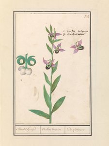 Leende humleorkide (Ophrys bombyliflora) og anemonen (Anemone) | Laughing Bumblebee Orchid (Ophrys bombyliflora) Laughing Bumblebee Orchid (Ophrys bombyliflora)