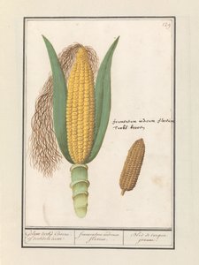 Mais (Zea mays) Geluwe turks Coorne. av turksche terwe / gul indisk mais / Bled de turquie jeaune (tittel på objekt) av Anselmus Boëtius de Boodt