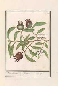 Mispel (Mespilus germanica) Medlar Tre. / Mespilus. / Nefflier (tittel på objekt)