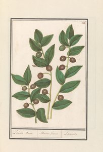 Oliven (Olea europaea) Laurbærtre. / Bacca Laurus. / Laurel (tittel på objekt)