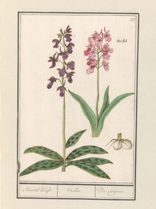 Orkideer (Orchidaceae) Standel Cruise. / Orchis. / Satijrion. (tittel på objekt)