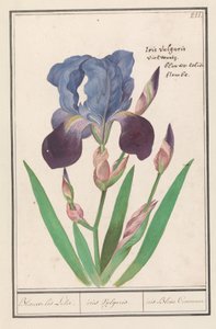 Lilla iris (Iris germanica) Blå Iris Lily. / iris Vulgaris. / iris Blue Commune (tittel på objekt)