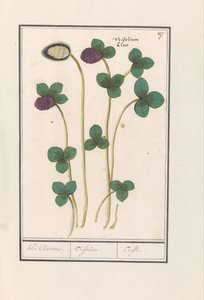 Rødkløver (Trifolium pratense) Klee Claevers. / Trifolium. / Trefle (tittel på objekt) av Anselmus Boëtius de Boodt