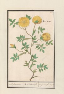 Rose (Rosa) enkelt gul rose. / Rosa lutea simplex / rose jeaune à fleur enkel (tittel på objekt) av Anselmus Boëtius de Boodt