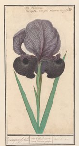 Rouw iris (Iris susiana) fra suzyaensche lisbloeme / iris Calcedonica. iris Susiana major. / suze iris. (tittel på objekt) av Anselmus Boëtius de Boodt