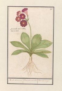 Primrose (Primula) Røde bjørneører. / Auricula ursi rubra. / Auricule rouge (tittel på objekt) av Anselmus Boëtius de Boodt