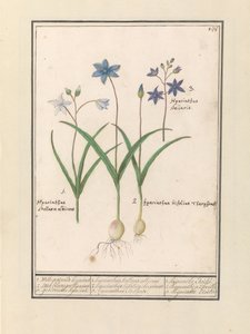 Sterhyacint (Scilla) 1. Witte gesternde hijacint. 2. Twee blaerigen hijacint. 3. De kapret i går. / 1. Hyacinthus Stellaris albicans 2. Hyacinthus bifolius Theophrastus 3. Hyacinthus Stellaris. / 1. hyacinth Etoilée 2. hyacinth a 2 feuille 3 hijac av Anselmus Boëtius de Boodt