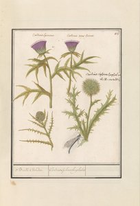 Tistel (Carduus) og artisjokk (Cynara cardunculus) Distel (Tistel) en artisjok (Cynara cardunculus) Boll Caerden / Cardius Spheroche-phalus (tittel på objekt)