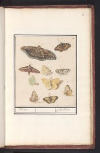 Sommerfugler og møll møll. / Papillons (tittel på objekt) av Anselmus Boëtius de Boodt