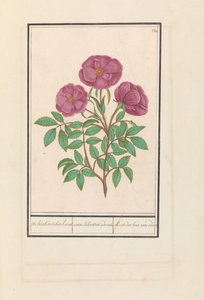 Wilde roos (Rosa) Welriekende bosch roose / rosa silverstris adorata. / Skogsrose med lukt (tittel på objekt) av Anselmus Boëtius de Boodt
