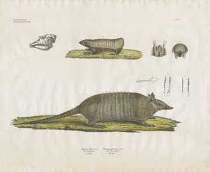 Beltedyr med hodeskalle og tannstrukturer (håndkolorert litografi) av Anstalt Arnz & Co.