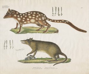 Australske pungdyr med anatomiske detaljer (håndkolorert litografi) av Anstalt Arnz & Co.