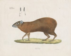 Vanlig agouti med tanndetaljer (håndkolorert litografi) av Anstalt Arnz & Co.