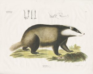 Europeisk grevling med hodeskalleillustrasjon (håndkolorert lito) av Anstalt Arnz & Co.