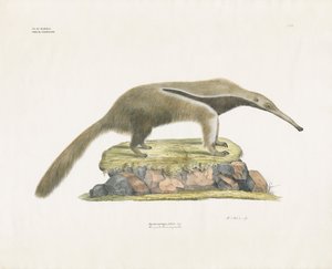 Kjempemaursluker i steinete terreng (håndkolorert litografi) av Anstalt Arnz & Co.