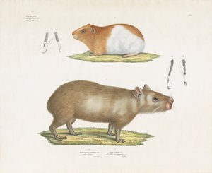 Marsvin og kapybara med tannillustrasjoner (håndfarget litho) av Anstalt Arnz & Co.