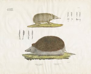 Pinnsvin og Tenrec med anatomiske detaljer (håndkolorert litografi) av Anstalt Arnz & Co.