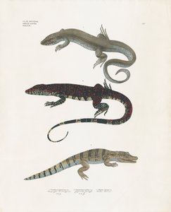 Varane, giftig øgle og alligator fra reptilklassen (håndkolorert lito) av Anstalt Arnz & Co.